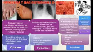 Parasitología C14 Uncinariasis y Estrongiloidiasis [upl. by Akehsay]