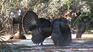 Awesome Osceola Turkey Hunt [upl. by Danby188]