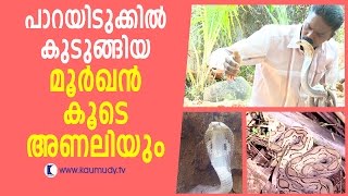 Wow  Vava Suresh Caught Dangerous Cobra amp Russells Viper  Snake Master [upl. by Frum]