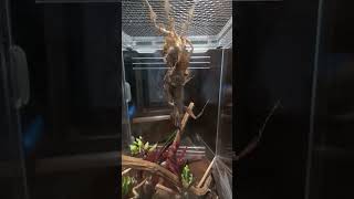 A Phyllocrania paradoxa aka Ghost Mantis molting ghostmantis mantis mantismolting shorts [upl. by Ocsecnarf]