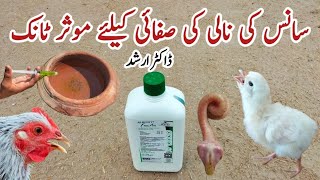 How to Clear a Chickens Airway  Free Air for Poultry Respiratory Problems  Dr ARSHAD [upl. by Loresz]