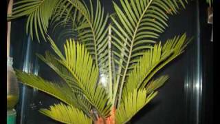 Cycas revoluta [upl. by Doscher]