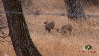 Whitetail vs Mule Deer Fight  Mossy Oak [upl. by Poore]