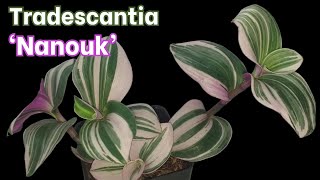 Tradescantia Nanouk Introduction and Growing Tips [upl. by Lalitta]