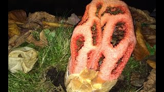 Clathrus ruber Red Cage Stinkhorn erupting from their eggs time lapse [upl. by Yrahca]