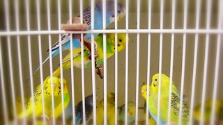 Budgie  Parakeet Sounds  Singing flock in Pet Store [upl. by Gabe]