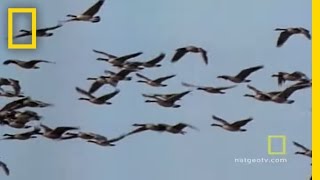 Geese Fly Together  National Geographic [upl. by Lathrope]