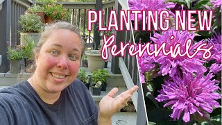 Planting New Perennials in the Garden Bee Balm Spanish Lavender Salvia amp a Day LilyZone 8b [upl. by Aihsek]