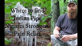 Indian Pipe  Where to find it what it looks like how to use it and how it tastes [upl. by Larry]