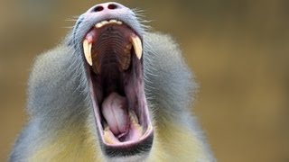 Researcher says monkey chatter sounds like human speech [upl. by Kall104]