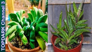 10 Variedades hermosas de Gasteria [upl. by Jeniffer]