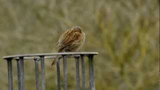 Dunnock singing  Heckenbraunelle singt [upl. by Rabelais]