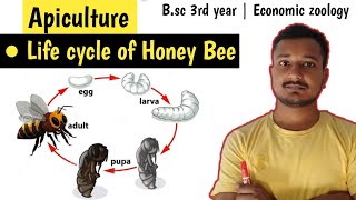 Life cycle of Honey bee  Life cycle  Apis indica  Bsc 3rd year Economic zoology  Apiculture [upl. by Angie526]