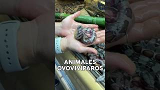 Animales Ovovivíparos animals animales mascotas viviparos oviparos [upl. by Lertnom310]