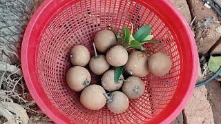 Sapodilla Harvesting Video [upl. by Braden]