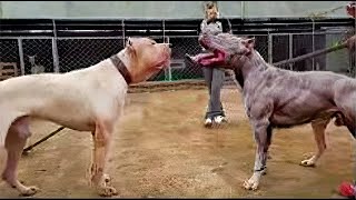 Pitbull VS Dogo Argentino  Dogo Argentino VS Pitbull  ENIK [upl. by Sneve]