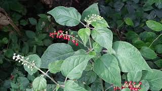 Bloodberry juice really looks like blood Rivina humilis  coral berry rouge plant [upl. by Anillek]