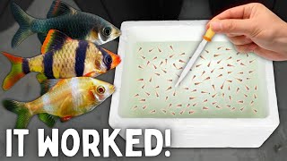 BREEDING Tiger Barbs in a Foam Box [upl. by Hubey]