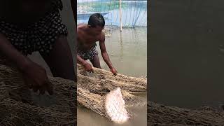 Amazing Net Fishing Video From River During Sunny Day fishing fish villagelife [upl. by Wilkie966]