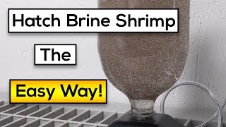 Hatching Live Brine Shrimp  Easy Steps Fast Results [upl. by Mintun]