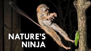 Tarsiers Creepy Little Ninjas [upl. by Rue]