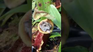 Is Pitcher plant eat animals 😱 facts viralfacts [upl. by Burkhardt303]