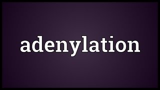 Adenylation Meaning [upl. by Nahama]