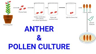 Anther and Pollen or Microspore culture  Production of male haploid plants  Androgenesis [upl. by Etnovahs]