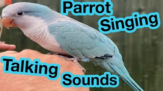 Quaker Parrot Singing  Talking  Quaking  Sounds  Noises  Parakeet Sounds  Quaker Parrot [upl. by Akkimat689]