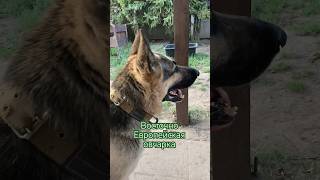 Мощные собаки ВЕО овчарка dog вео видео shorts funny [upl. by Mont]