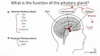 822 Pituitary Gland Structure and Function [upl. by Aynekal642]