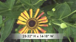 Helenium Tie Dye  Sneezeweed [upl. by Baxy]