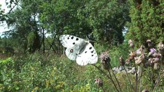 Parnassius apollo apollo [upl. by Atinhoj]