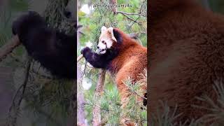 Amazing facts about the red panda [upl. by Garrott929]