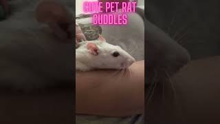 MUST SEE Cute pet rat cuddle🐭CuteRats Heartwarming PetLove shorts animals rats cuddlypetrats [upl. by Etnovahs]