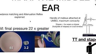 attenuation reflex explained ear physiology with memory queues [upl. by Nirol832]