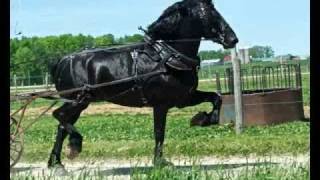 Percheron Stallion Yoder Farms Duke [upl. by Llerruj8]