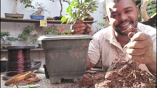 UTILIZANDO ADUBO QUIMICO NO TRASPLANTE LEANDRO BONSAI [upl. by Lacagnia]