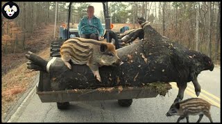 How Farmers And Hunters Hunt Giant Wild Boar  The Largest Wild Boar [upl. by Aiem144]