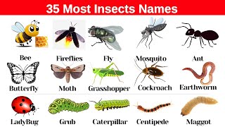 Lesson 44 List of Most Common Insects Name in English with Pictures  English Vocabulary [upl. by Outlaw]