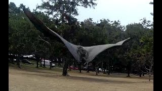 Hard releasing 3 flyingfoxes Crescent Bondie and Sinclair [upl. by Nette810]