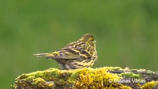 European Serin Verdecillo Serinus serinus [upl. by Grote]