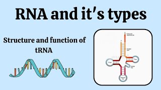 Structure and function of tRNA  Type of RNA molecularbiology microbiology [upl. by Aicyle]