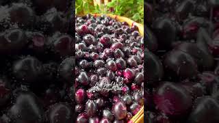 charry garden  charry fruits  Gilgit Pakistan  fruits video shortvideo funny bestyoutuber [upl. by Ykroc]