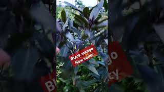 Black mango plant thailandmango mangoplant farming agriculture [upl. by Merilyn]