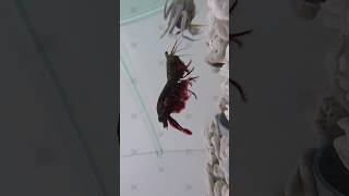 Mantis Shrimp PUNCH Strength🥊 vs crabs 1v1 [upl. by Hiltan]