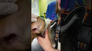 How to clean your dogs ears at home [upl. by Creigh]