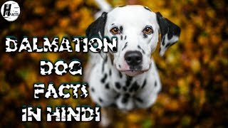 Dalmatian Dog Facts  Hindi  Dog Facts  HINGLISH FACTS [upl. by Acissev]