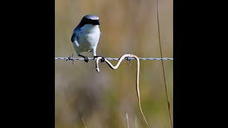 Bird vs Snake  Loggerhead Shrike  Butcher Bird [upl. by Alarick]