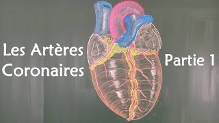 ANATOMIE DU COEUR  LES ARTERES CORONAIRES 1 [upl. by Pardner]